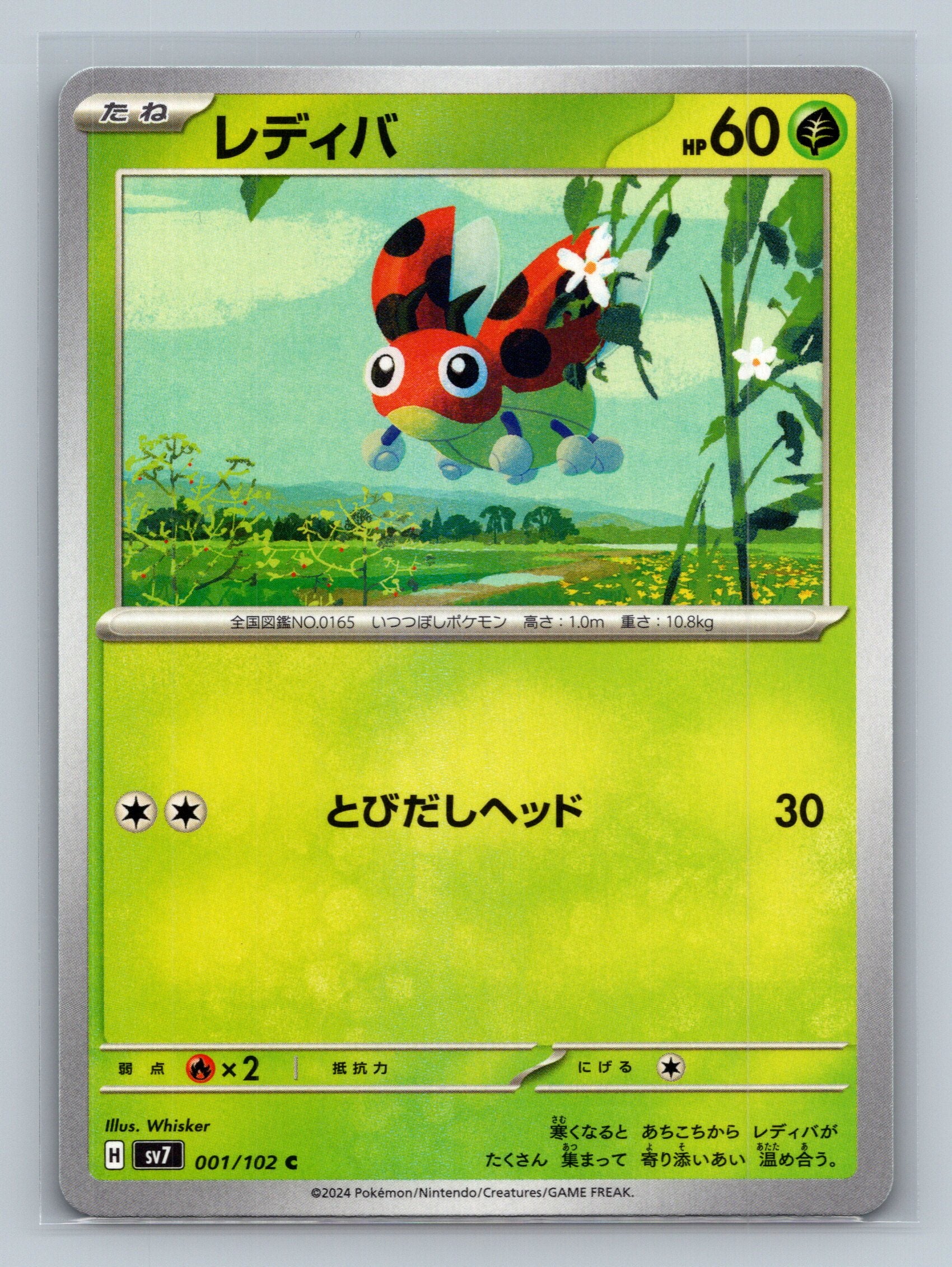 Ledyba