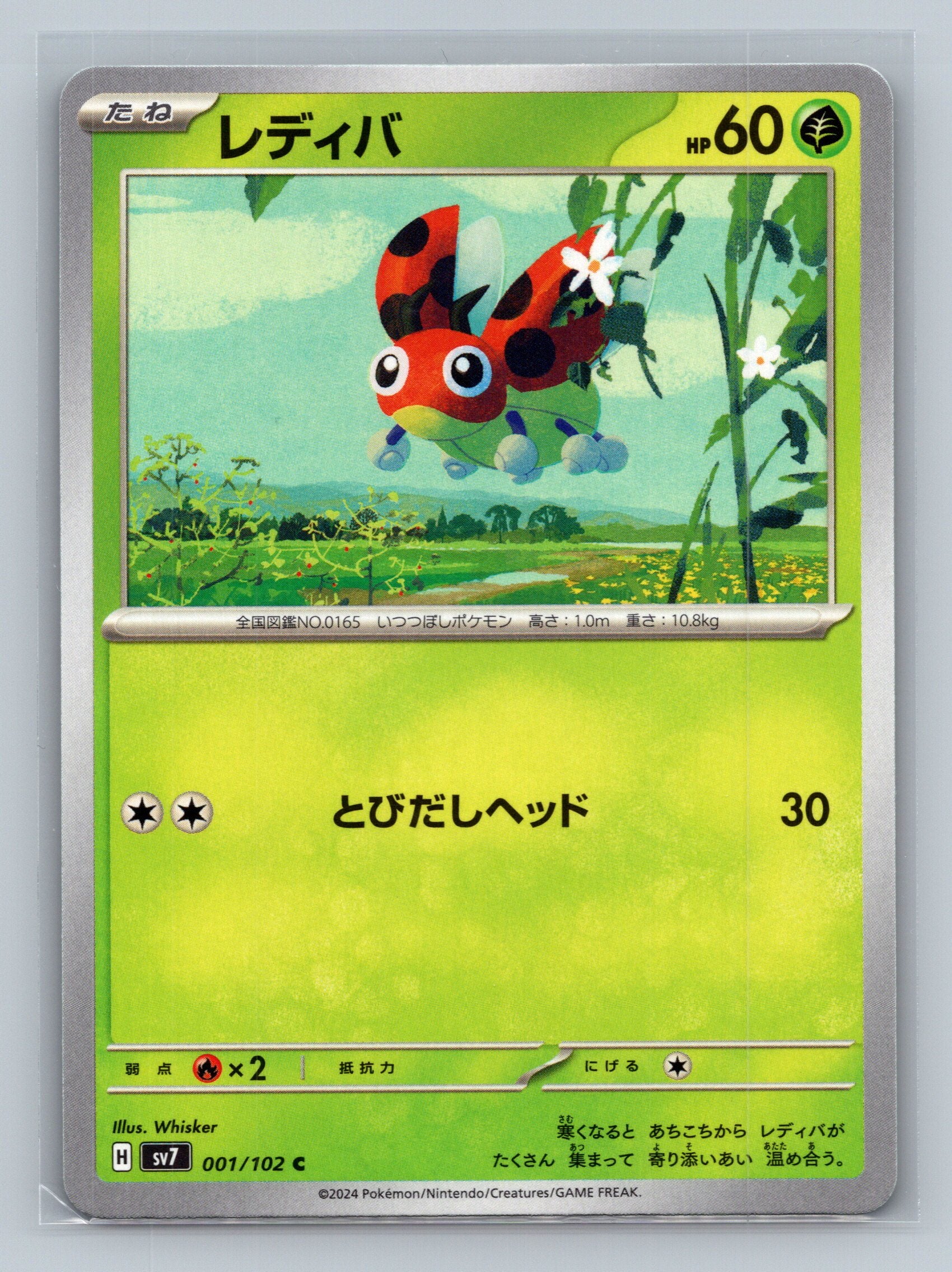 Ledyba