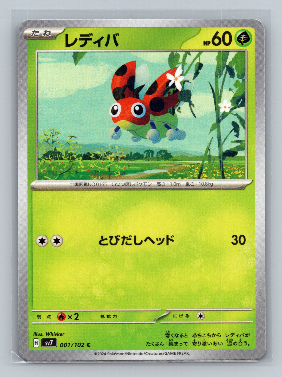 Ledyba